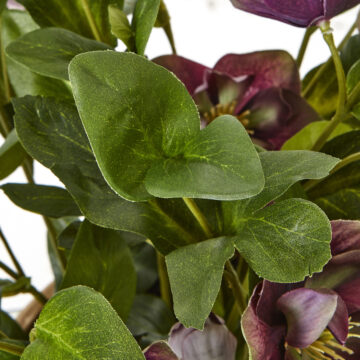 Deep Plum Hellebore Plant In Taupe Pot | Assembled