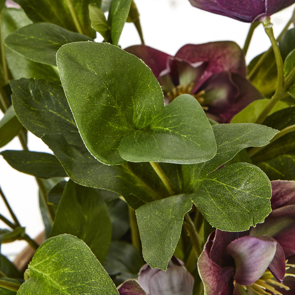 Deep Plum Hellebore Plant In Taupe Pot | Assembled