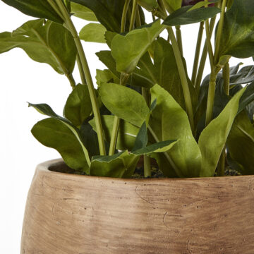 Deep Plum Hellebore Plant In Taupe Pot | Assembled