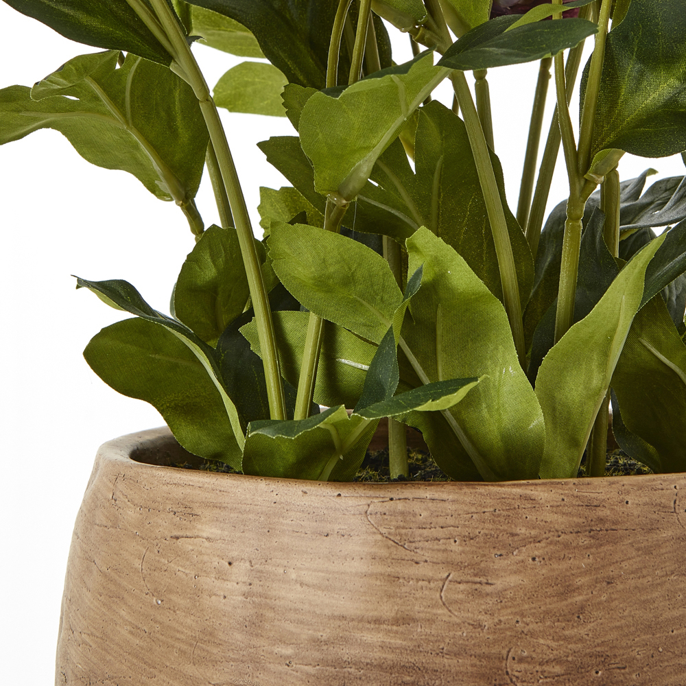 Deep Plum Hellebore Plant In Taupe Pot | Assembled
