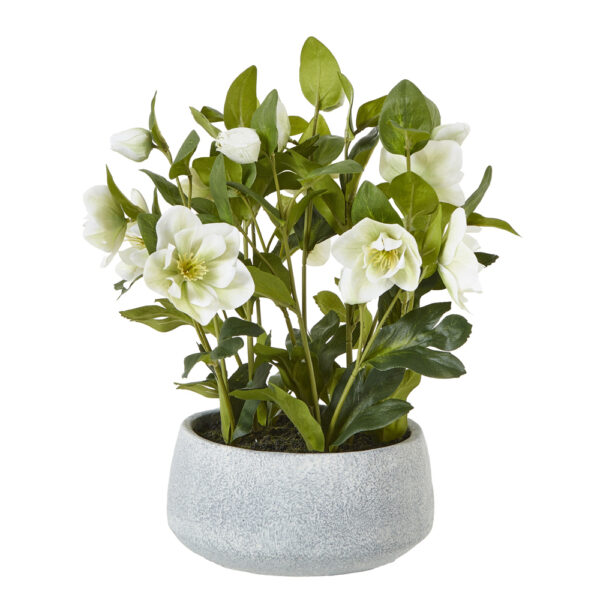 White Hellebore Plant In Grey Pot | Fully Assembled