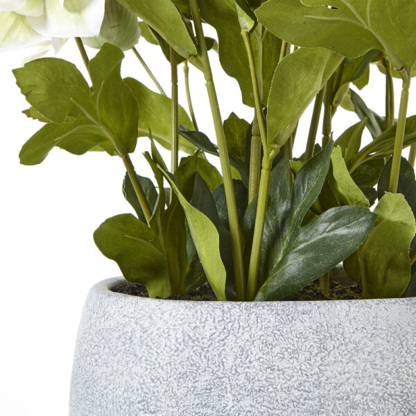 White Hellebore Plant In Grey Pot | Fully Assembled