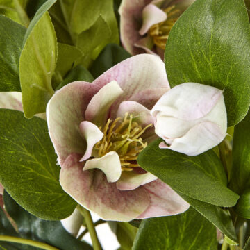 Variegated Pink Hellebore Plant In Grey Pot | Assembled