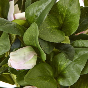 Variegated Pink Hellebore Plant In Grey Pot | Assembled