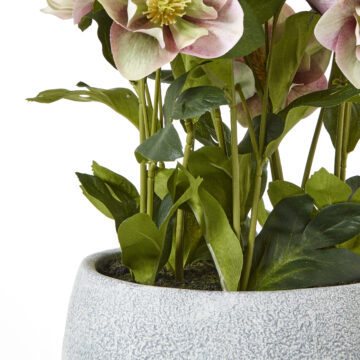 Variegated Pink Hellebore Plant In Grey Pot | Assembled