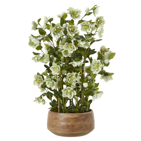 Large Green Hellebore in Taupe Pot | Fully Assembled