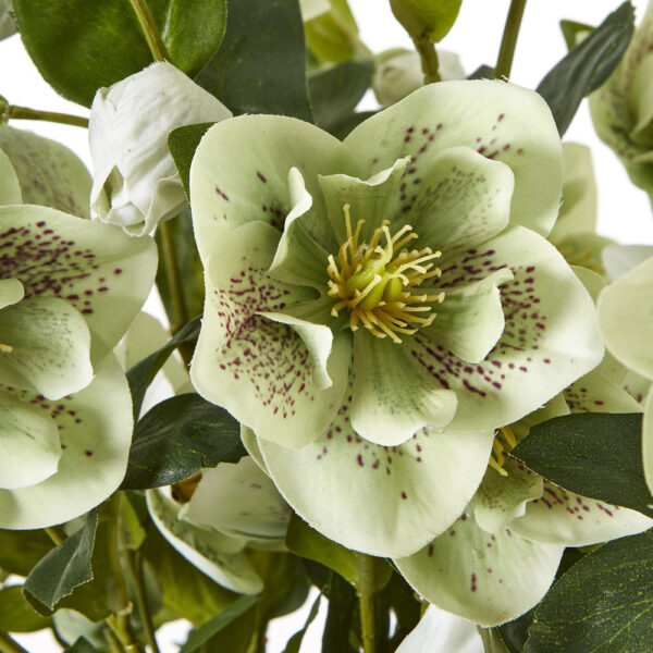 Large Green Hellebore in Taupe Pot | Fully Assembled