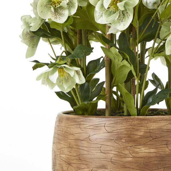 Large Green Hellebore in Taupe Pot | Fully Assembled