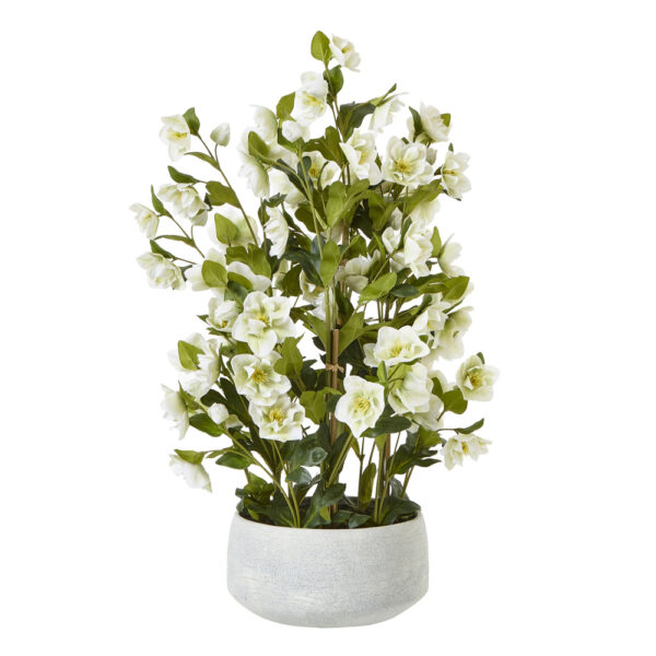 Large White Hellebore In Grey Pot | Fully Assembled