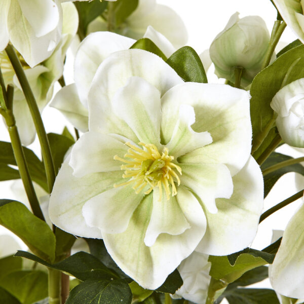 Large White Hellebore In Grey Pot | Fully Assembled