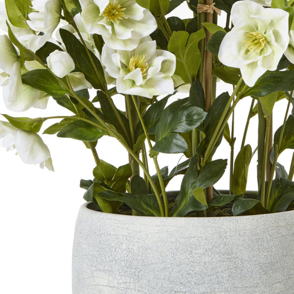 Large White Hellebore In Grey Pot | Fully Assembled