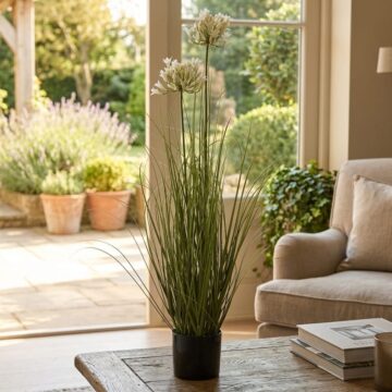 White Agapanthus Plant In Pot | Assembled