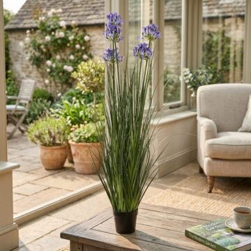Large Blue Agapanthus Plant In Pot | Assembled