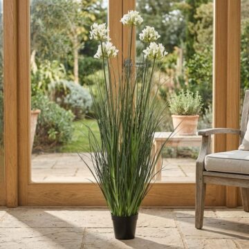Large White Agapanthus Plant In Pot | Assembled
