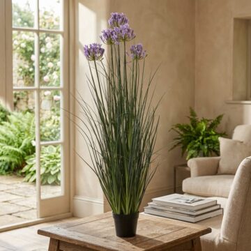 Large Purple Agapanthus Plant In Pot | Assembled