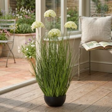 Large White Allium Plant In Pot | Assembled