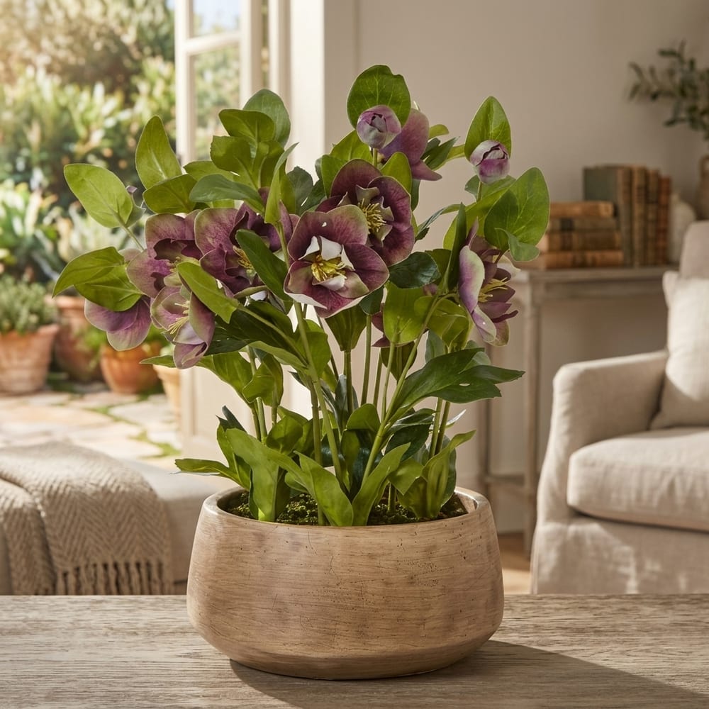 Deep Plum Hellebore Plant In Taupe Pot | Assembled